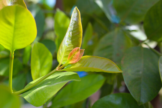 Fresh cowa leaves on tree
