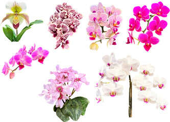 切り抜き透過素材セットー冬の植物4