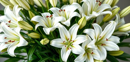 Fototapeta premium Elegant bouquet of pristine white lilies, lush and full, bridal, Lilium
