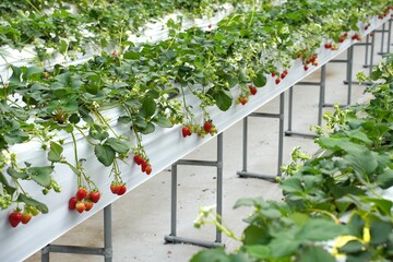 Fresh Red Strawberries Growing in Modern Hydroponic Greenhouse Farm System