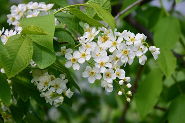 White Blossoms on a Branch in Spring of bird cherry tree