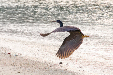 クロサギ, Pacific Reef-Heron, Egretta sacra,...
