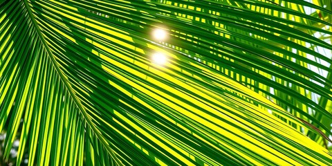 Obraz premium Vibrant green palm frond, sunlight dappled, tropical detail, summer background, plant life