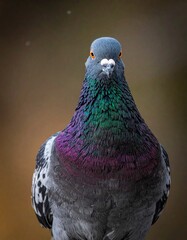 Close-up portrait of a vibrant pigeon showcasing iridescent feathers and focused gaze. © Tob