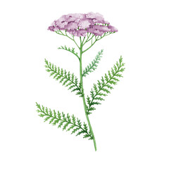 Yarrow plant vintage style watercolor illustration. Achillea millefolium medicinal plant isolated on white background. Blooming fresh yarrow wildflower herbal medicine natural ingredient © anitapol