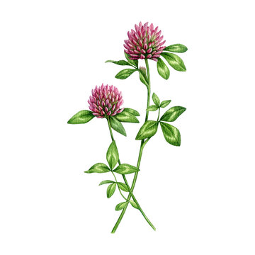 Red clover blooming plant watercolor illustration. Hand drawn trifolium pratense medicinal herb vintage style botanical image. Red clover meadow wildflower isolated on white background