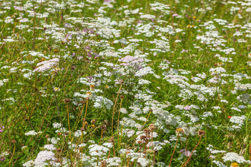 Bl&uuml;hende Gemeine Schafgarbe (Achillea millefolium) auf einer Blumenwiese, Deutschland