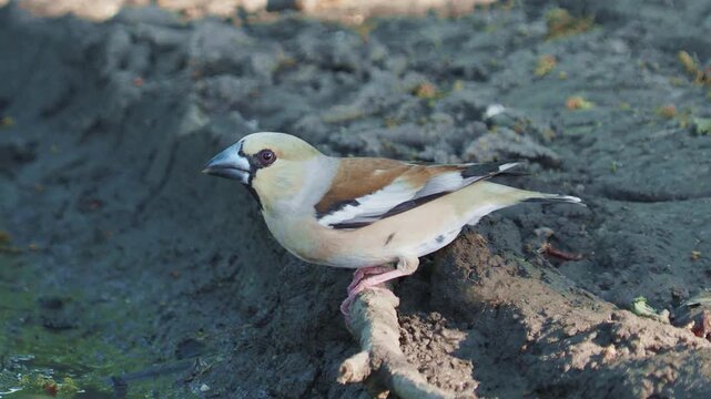 Hawfinch female bird drinking water, Coccothraustes coccothraustes