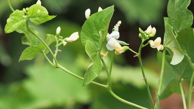 The common bean blooming plant in the garden, Phaseolus vulgaris