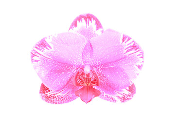 Pink orchid flower isolated on white background.