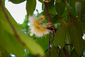 Rose apple flower that blooms in the morning in the garden.