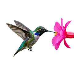 Obraz premium Hummingbird feeding on a pink flower isolated on transparent background