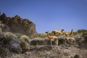 Naklejka premium Guanaco, Patagonie Argentine 