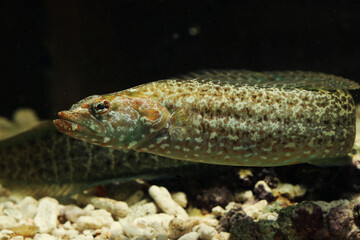 Carpet eel blenny (Congrogadus subducens)