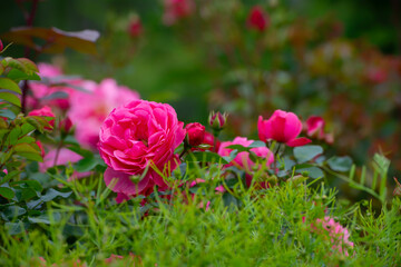 Pink Leonardo da Vinci Rose bush in the garden