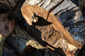 Stumps of 50-year-old walnut tree are empty inside. Tree trunk has been cut into stumps for burning in Russian stove.