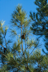 Top of Pitsunda pine with long, green needles and small pine cone, set against clear blue sky. Branches spread out, creating natural pattern. There is place for text. Nature concept for design