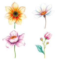 set of vector flowers illustration, floral vector elements collection, hand drawn flower vector set, decorative floral design vectors, botanical flower vector bundle, colorful flower vector illustrati