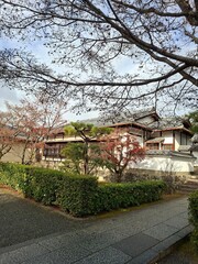 Travel in Japan nature tree park landscape