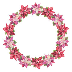 Christmas wreath of pink and red poinsettia flowers in the circle shape. Hand painted watercolor create a traditional winter mood. Perfect for festive frame template and greeting card design.