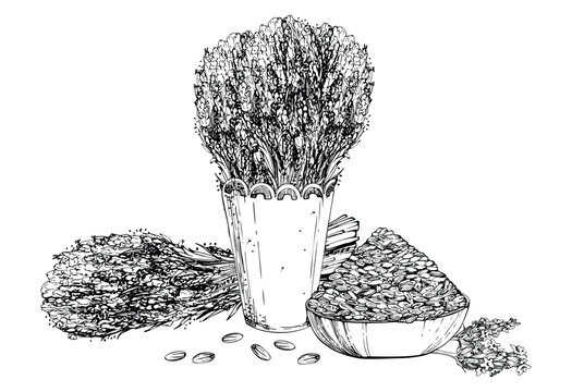 Lavender bunch and seeds heap in clay wooden bowl, lavandula stems bouquet in cachepot with lace trim. Isolated illustration hand drawn in vector ink. Spa product labels, gift wrap, wellness packaging