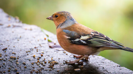 Chaffinch, Fringilla coelebs, perched at Humford Woods, Northumberland, December 2025
