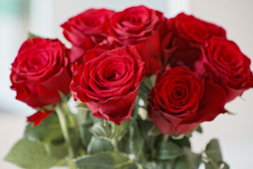 Obraz premium Red Roses on White Background