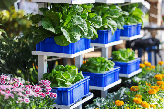 Vegetables grow neatly in blue plastic boxes arranged on shelves, demonstrating an efficient urban farming system. 