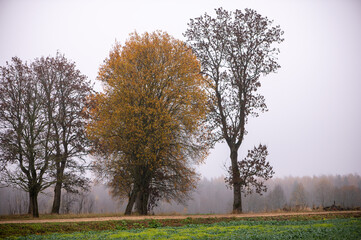 Obraz premium Autumn Trees Lining Rural Dirt Road in Latvia
