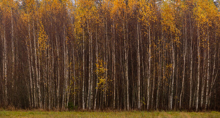 Dense Birch Grove with Golden Autumn Foliage Latvia