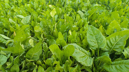 Macro of green young spinach growing in a garden bed. Tasty dietary product, background. green fresh leaves of young spinach  Fresh green spinach leaves with water drops close up. Texture of raw organ