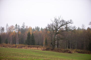 Lone Oak Tree Near Autumn Forest Edge