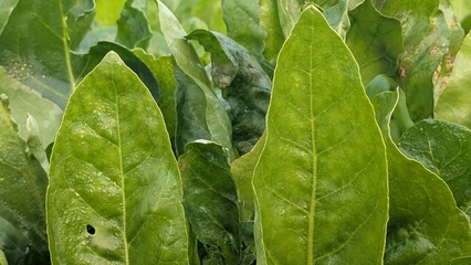 Macro of green young spinach growing in a garden bed. Tasty dietary product, background. green fresh leaves of young spinach  Fresh green spinach leaves with water drops close up. Texture of raw organ