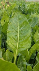 Macro of green young spinach growing in a garden bed. Tasty dietary product, background. green fresh leaves of young spinach  Fresh green spinach leaves with water drops close up. Texture of raw organ