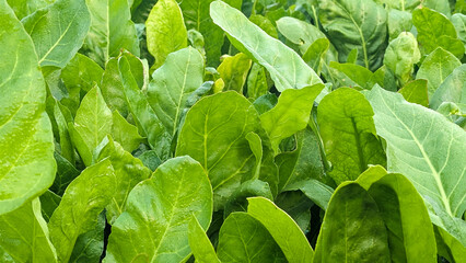 Macro of green young spinach growing in a garden bed. Tasty dietary product, background. green fresh leaves of young spinach  Fresh green spinach leaves with water drops close up. Texture of raw organ