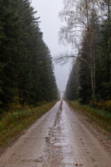 Straight Forest Road Disappearing Into Fog