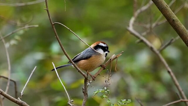 The Bushtit perches within dense forest foliage, remaining alert while surrounded by gentle daylight and greenery.