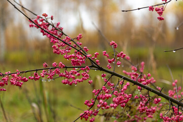 Spindle Tree Berries With Autumn Raindrops
