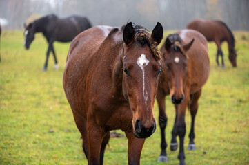 Obraz premium Curious Brown Horse Walking Toward Camera