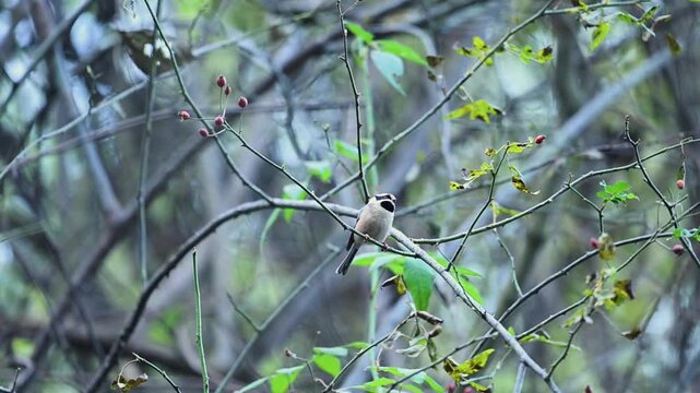 A Black-throated Bushtit rests quietly in the forest, its soft plumage blending naturally with shaded branches and calm woodland surroundings.
