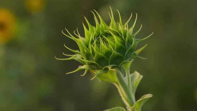 early growth stage of the Sunflower Bud Before Blooming. day time, stable shot, 4k.