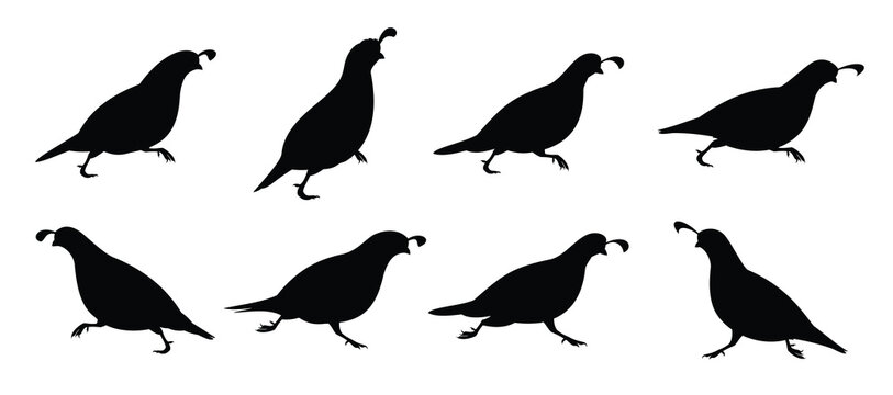  running quail silhouette vector