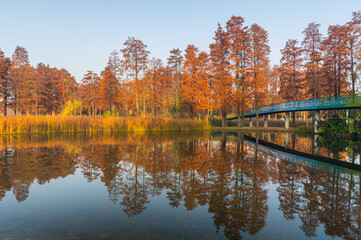 Autumn Scenery of East Lake Scenic Area, Wuhan, Hubei, China