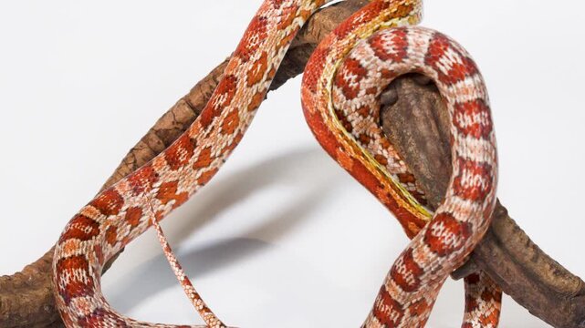 Colorful corn snake slowly climbing along wooden branch