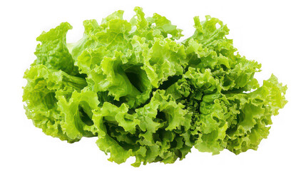 Fresh green curly lettuce leaves isolated on white background

