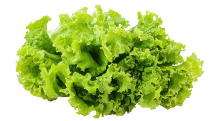 Fresh green curly lettuce leaves isolated on white background

