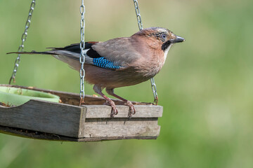 Sójka zwyczajna(Garrulus glandarius) - Eurasian jay © artel120(Minasyan)