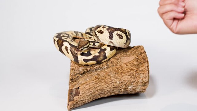 Hand Gently Handling Ball Python on Wooden Perch