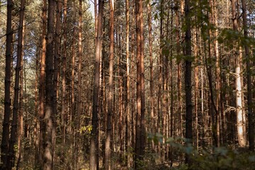 Beautiful pine forest with sunlight filtering through tall tree trunks, natural woodland background.