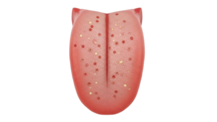 Isolated tongue specimen, anatomical human organ with taste buds and papillae for medical study